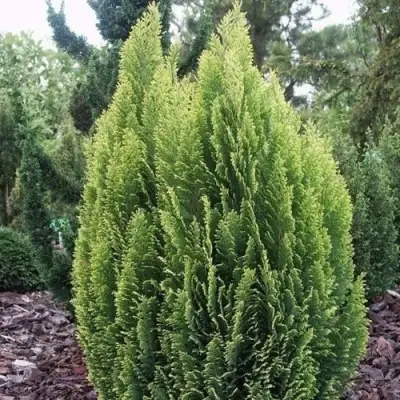 Кипарисовик ЭЛВУДИ ЭМПАЙР лавсона в Рогачеве