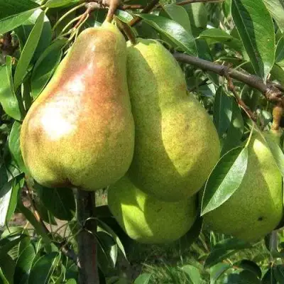 Груша БЕРЕ ЛЮКА в Рогачеве