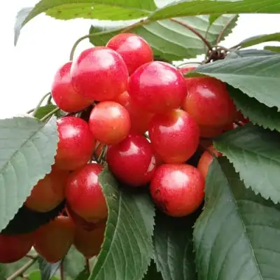 Черешня ГАСТИНЕЦ в Рогачеве