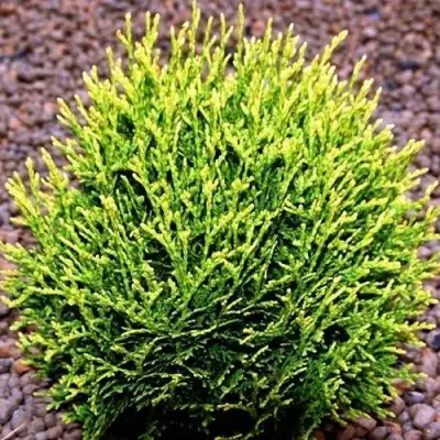 Туя ВОТЕРФИЛД западная в Рогачеве