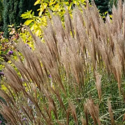 Мискантус КЛЯЙН СИЛЬБЕРСПАЙН китайский  в Рогачеве