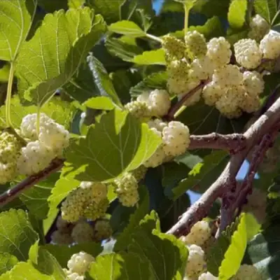 Шелковица БЕЛАЯ АЛЬБА в Рогачеве