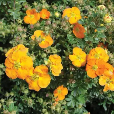 саженцы лапчатки