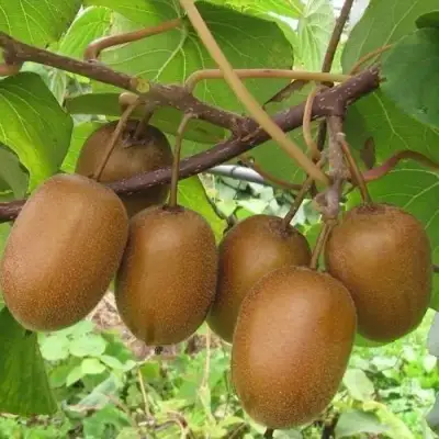 Актинидия ХЕЙВАРД киви в Рогачеве