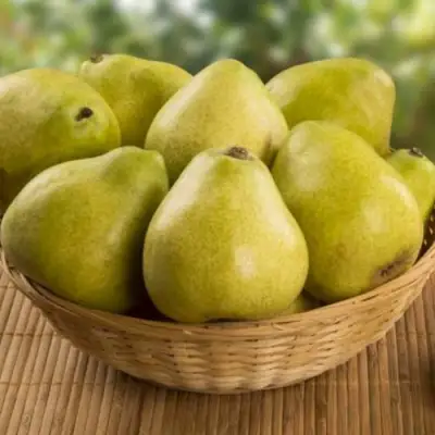 Груша ВИЛИЯ в Рогачеве