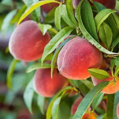 Персик РЕД ХЕВЕН в Рогачеве