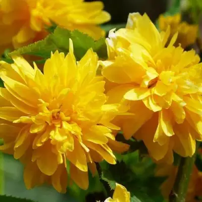 Керрия японская АУРЕОВАРИЕГАТТА в Рогачеве