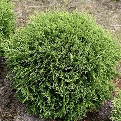 Туя ТИНИ ТИМ западная в Рогачеве