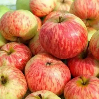 Яблоня РАНЕТКА (КОРОБОВКА) в Рогачеве