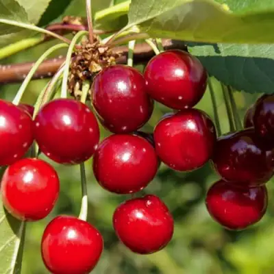 Вишня ЛЮБСКАЯ в Рогачеве