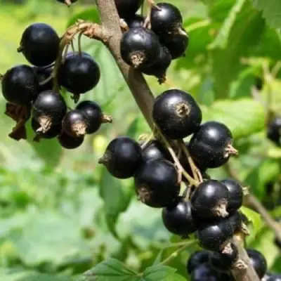 Смородина черная ВОЛОГДА в Рогачеве