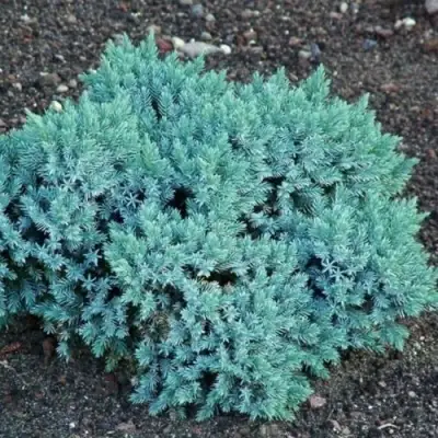 Можжевельник БЛЮ СТАР чешуйчатый в Рогачеве