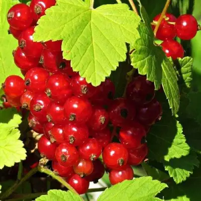 Смородина красная ГАЗЕЛЬ в Рогачеве