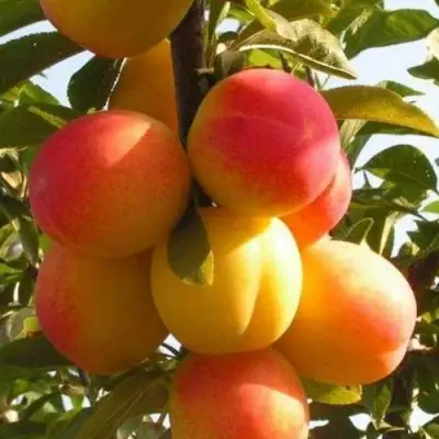 Слива ВЕТРАЗЬ-2 в Рогачеве