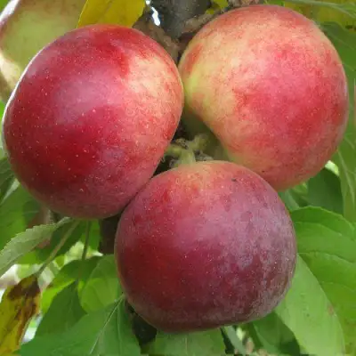 Яблоня БАЛЕРИНА ФЛАМЕНКО колонновидная  в Рогачеве