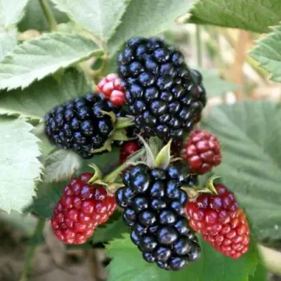 Ежевика ОРКАН бесшипная  в Рогачеве