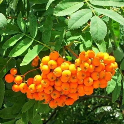 Рябина ДИРКЕНИ ЖЁЛТАЯ  сладкоплодная в Рогачеве