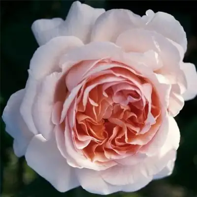 Роза АНДРЕ ЛЕ НОТР чайно-гибридная в Рогачеве