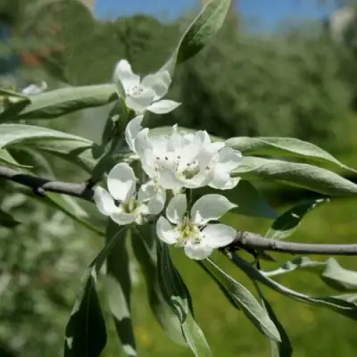 Груша ИВОЛИСТНАЯ в Рогачеве
