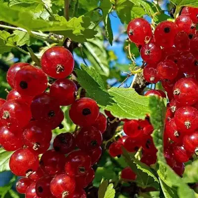 Смородина красная НЕНАГЛЯДНАЯ в Рогачеве