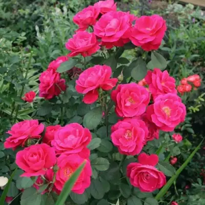 Роза ДЖОРДЖ ВАНКУВЕР флорибунда в Рогачеве