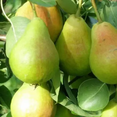 Груша ЛИРА в Рогачеве