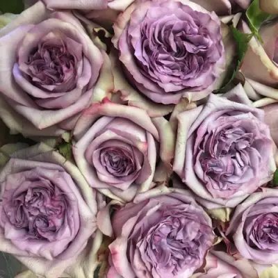 Роза ДОЛЬЧЕТТО чайно-гибридная в Рогачеве