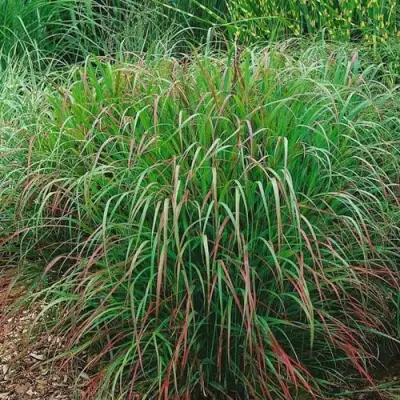 Просо РЕБРАУН прутьевидное в Рогачеве