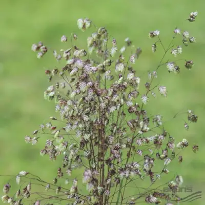 Трясунка средняя в Рогачеве