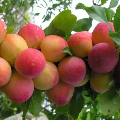 Слива СКОРОПЛОДНАЯ в Рогачеве