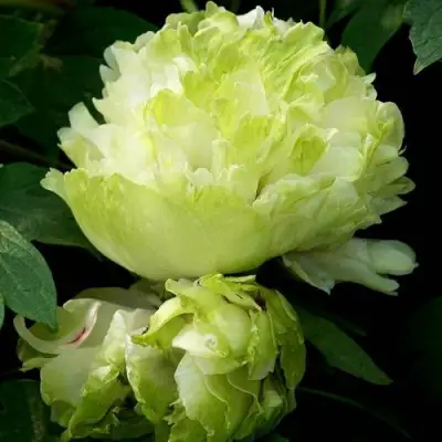 Пион ЗЕЛЕНЫЙ ШАР древовидный в Рогачеве