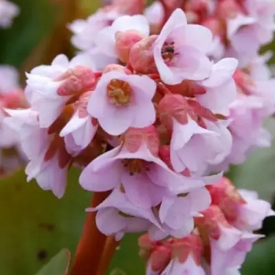 Бадан БЭБИ ДОЛЛ в Рогачеве