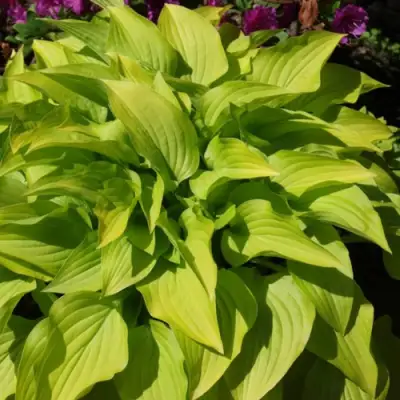 Хоста ХИДОН САНСЕТ в Рогачеве