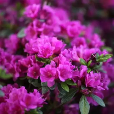 Азалия ГЕЙША ПЕРПЛ японская в Рогачеве