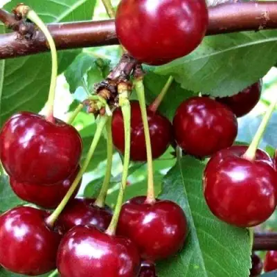 Дюк ШПАНКА ДОНЕЦКАЯ в Рогачеве