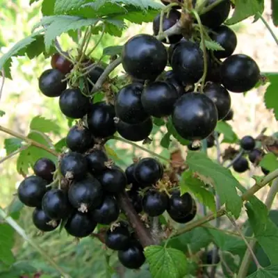 Смородина чёрная ШАРОВИДНАЯ в Рогачеве