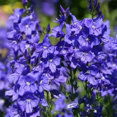 Вероника австрийская в Рогачеве