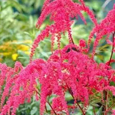 Астильба РЕД ЧАРМ Арендса в Рогачеве