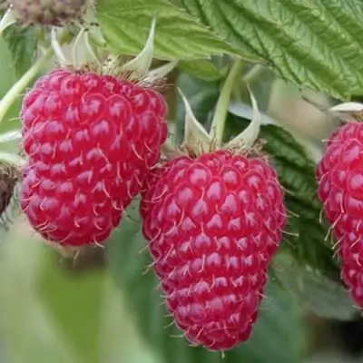 Малина ТУЛАМИН в Рогачеве