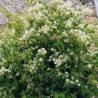 Стефанандра КРИСПА надрезаннолистная в Рогачеве