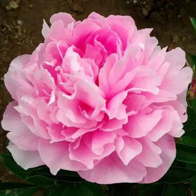 Пион ЛЕТЯЩИЙ ЖУРАВЛЬ травянистый в Рогачеве