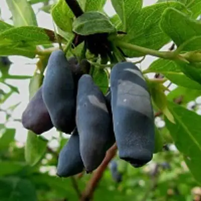 Жимолость съедобная ЧУЛЫМСКАЯ в Рогачеве