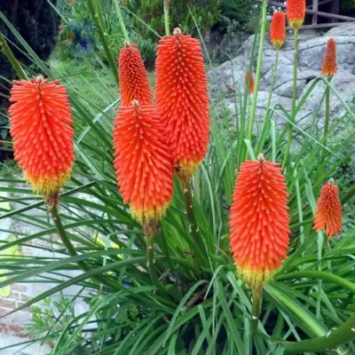 Книфофия БЕНГАЛ ФАЕР гибридная в Рогачеве