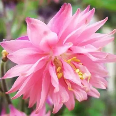 Аквилегия БАРЛОУ ПИНК гибрид МакКаны в Рогачеве