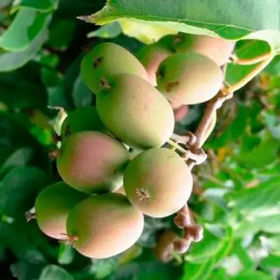 Актинидия ГИБРИДНАЯ КОЛБАСИНОЙ в Рогачеве