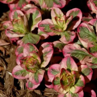 Вербейник АЛЕКСАНДР точечный в Рогачеве