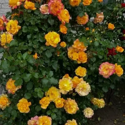 Роза САХАРА плетистая в Рогачеве