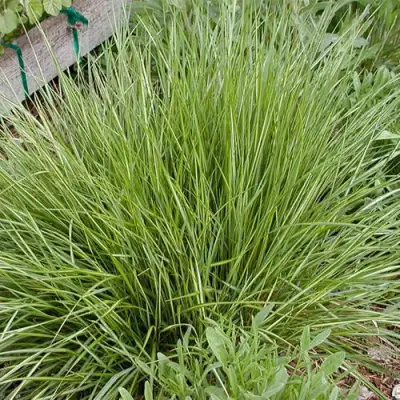 Вейник АВАЛАНШ остроцветковый в Рогачеве