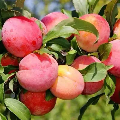 Слива ФАВОРИТЕ ДЕ СУЛТАНО в Рогачеве