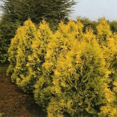 Туя ЕВРОПА ГОЛД западная в Рогачеве